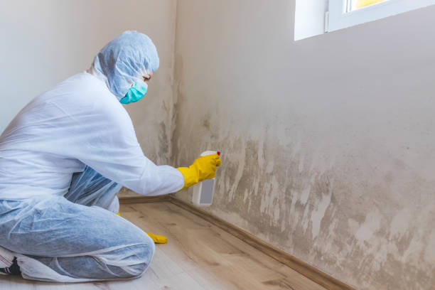 Mold Remediation specialist working in Temple Hills